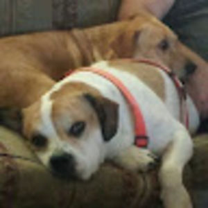 Meet your Posher, Bobbi